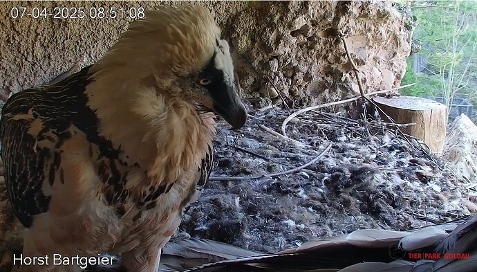 Hans schaut nach seiner kleinen Familie 1 07.04.25