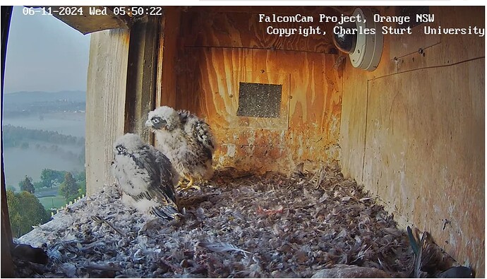 Screenshot 2024-11-05 195917