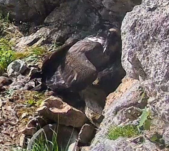 Screenshot_2025-06-26-07-11-20-558_com.android.chrome