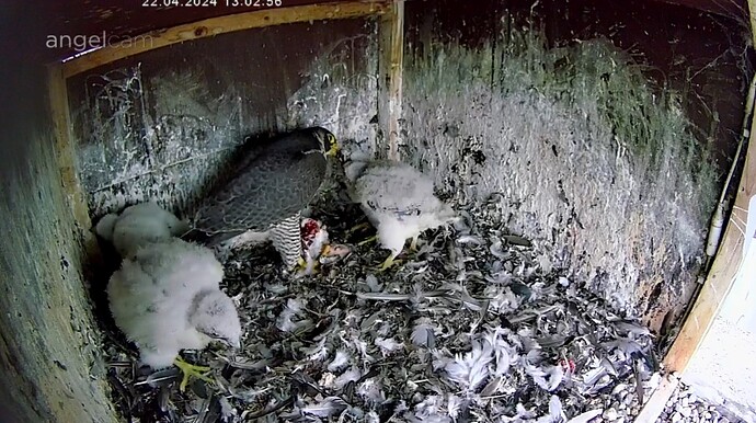 Screenshot_20240422_130319_Chrome