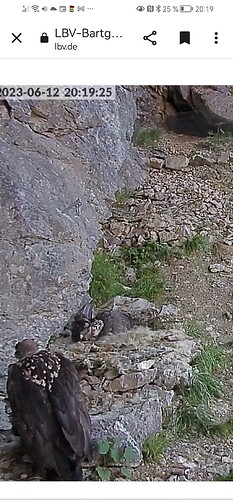 Screenshot_20230612_201950_com.android.chrome