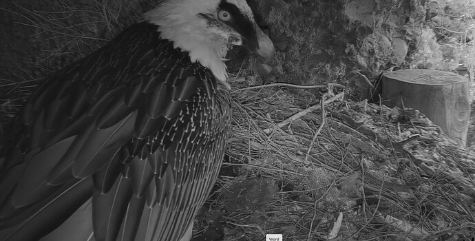 H mit Wolle 18.10.25