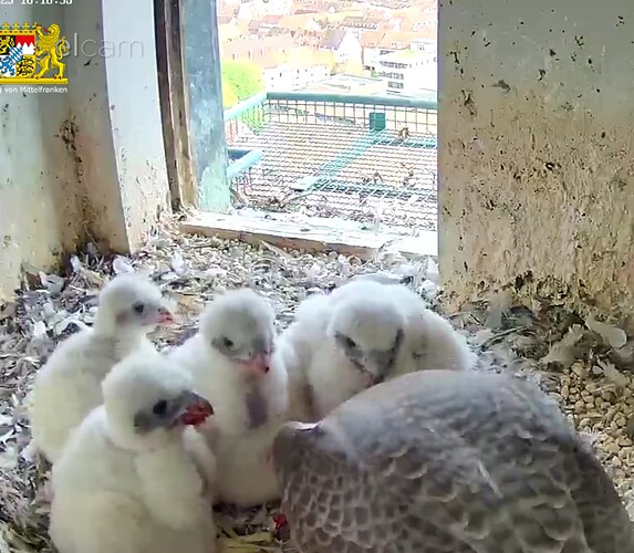 Screenshot_20230423-181718~2