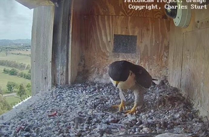 Screenshot_20241117_045215_Chrome