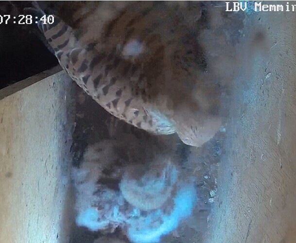 Screenshot_20240806_073226_Chrome