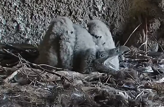 erstes Wachwerden 05.04.25