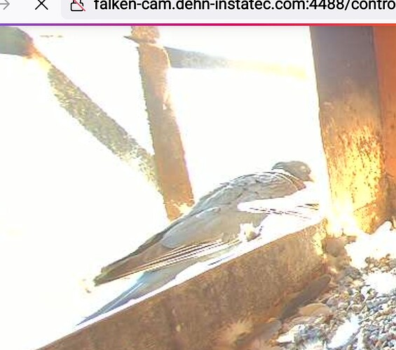 Screenshot_20250510-102521_Firefox~2