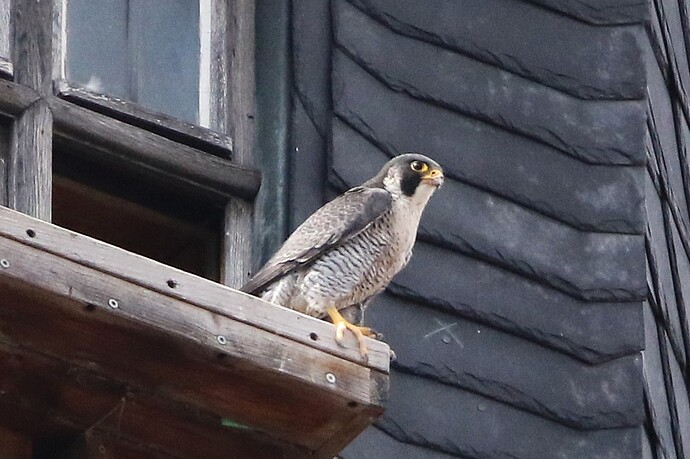 Falco verdutzt
