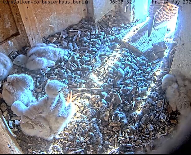 Screenshot_20240524_063915_Chrome