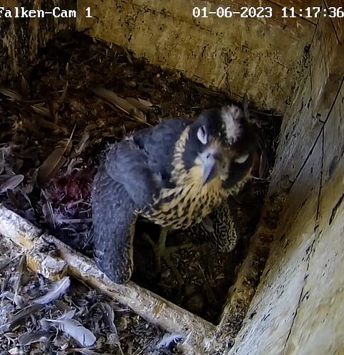 Screenshot_20230601-111800~3