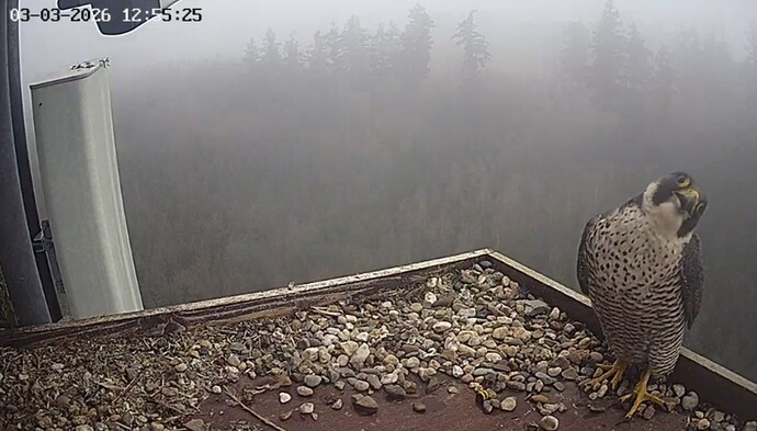 Screenshot_20260303_125453_Chrome