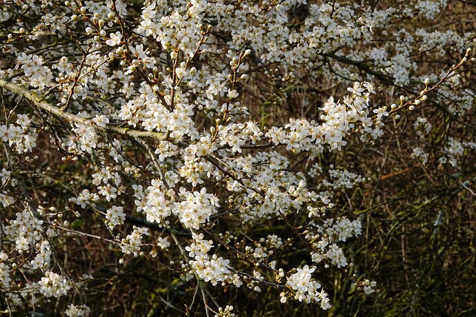 DSC03593