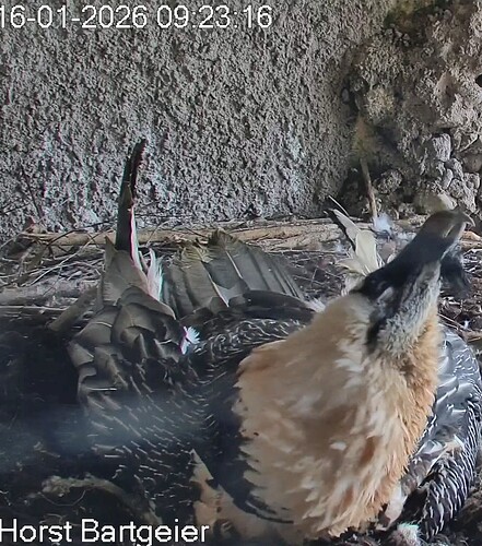 Screenshot_2026-01-16-09-24-20-985_com.android.chrome~2