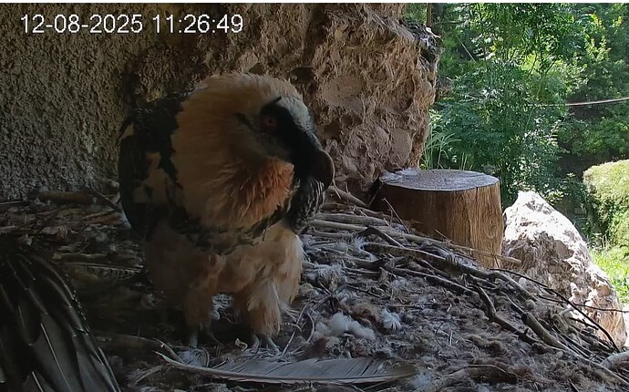 Mascha mit Feder 12.08.25