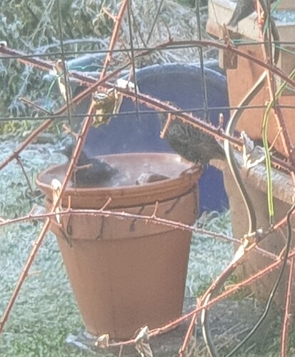 20221215_131755 Kopie gartena