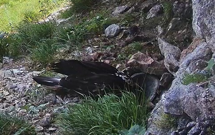 L. und letzte Tropfen