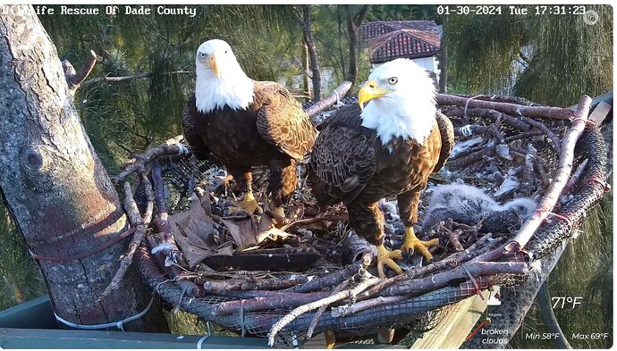 Screenshot 2024-01-31 003310