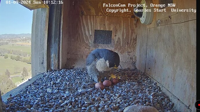 Screenshot_20240901_021237_YouTube