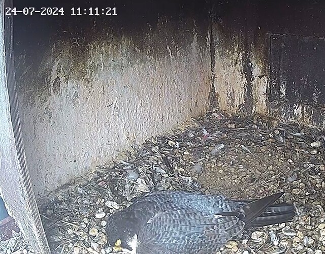 Screenshot_20240724_120749_Chrome