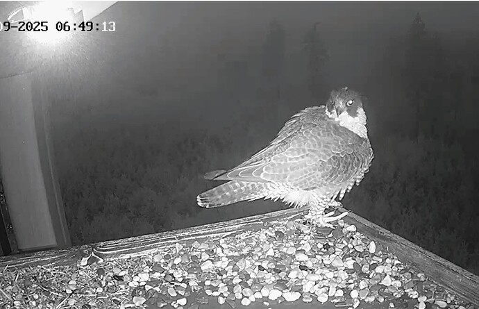 Screenshot_2025-09-25-06-49-26-802_com.android.chrome~2