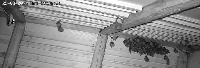 2026-03-25_3 Cluster nach Jagdausflug