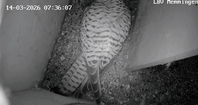 Screenshot_2026-03-14-06-39-49-878_com.android.chrome~2