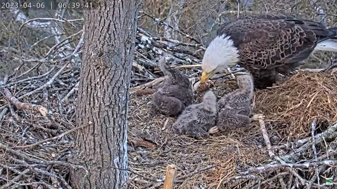 DuVI_230406_Rosa_eaglets