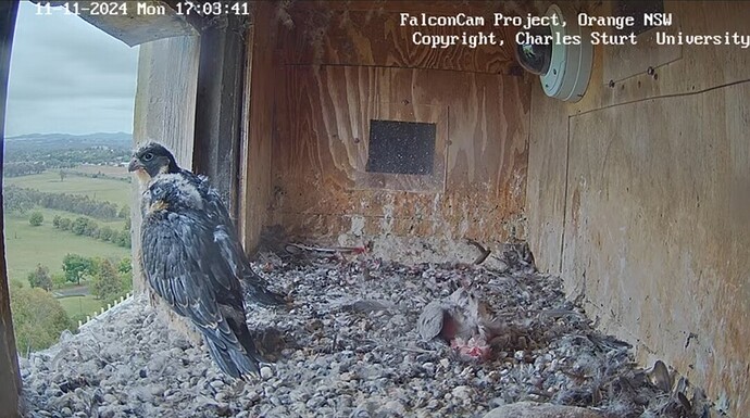 Screenshot_20241111_070422_YouTube