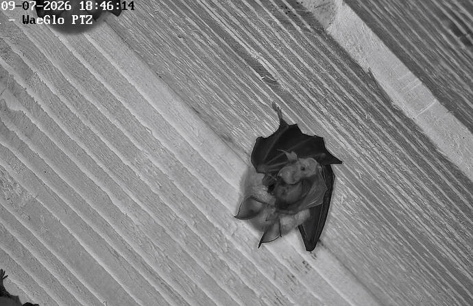 2026-07-09_1  Kleines HufiBaby 2