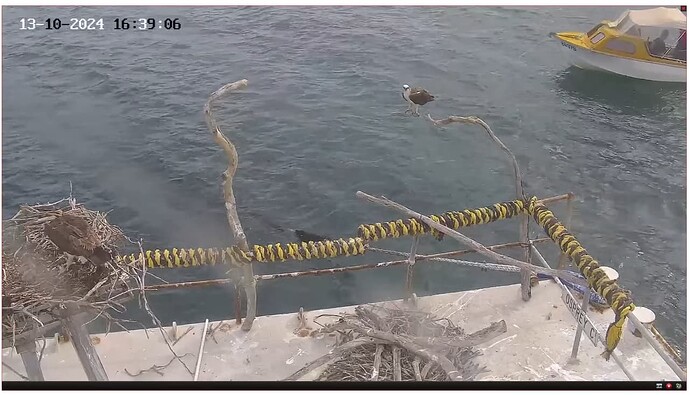 Screenshot 2024-10-13 132939