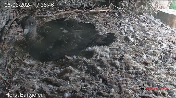 Screenshot_20240508_173652_Chrome