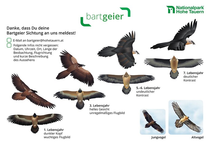 Bartgeier Altersbestimmung