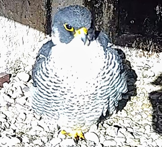 Screenshot_2024-02-05-11-45-57-507_com.android.chrome