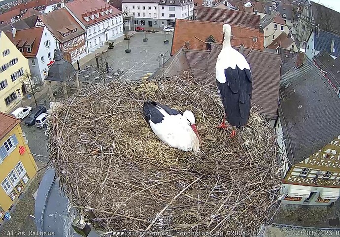 Bild