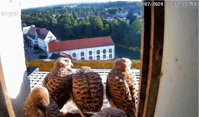 Screenshot_2024-07-09-06-38-20-923_com.android.chrome