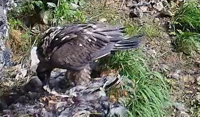 L. findet Frühstücksreste 17.06.25