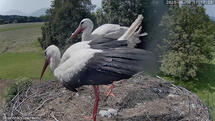 A_2025-06-10_11-17-23