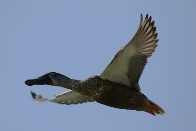 Löffelente im Flug