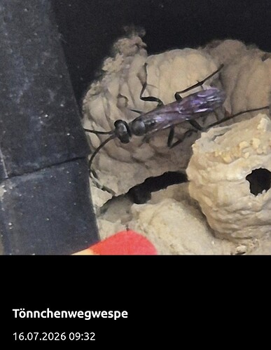 Screenshot_20260716_093439_ObsIdentify