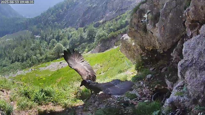 2025-06-13__09-48-35_BG2_Luisa_breitet_Flügel_aus