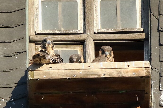 Jungfalken morgens 1