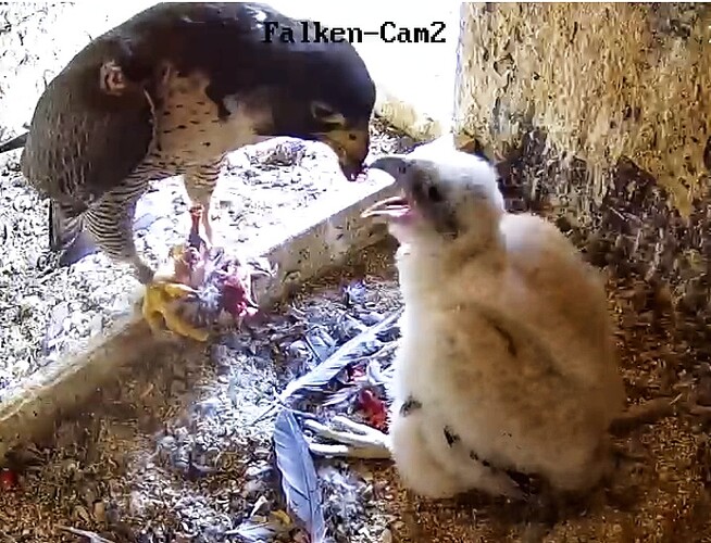 Screenshot_20230514-152752-01