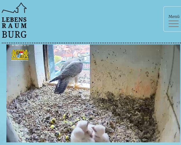 Screenshot_20230413_091721_Samsung Internet