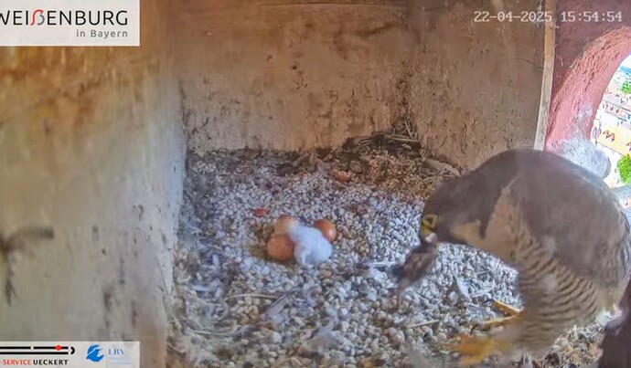 Screenshot_2025-04-22-15-55-03-193_com.google.android.youtube