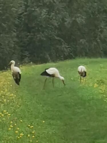 IMG-20250804-WA0003(1)