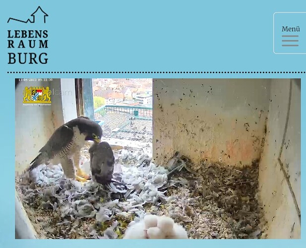 Screenshot_20230413_093359_Samsung Internet