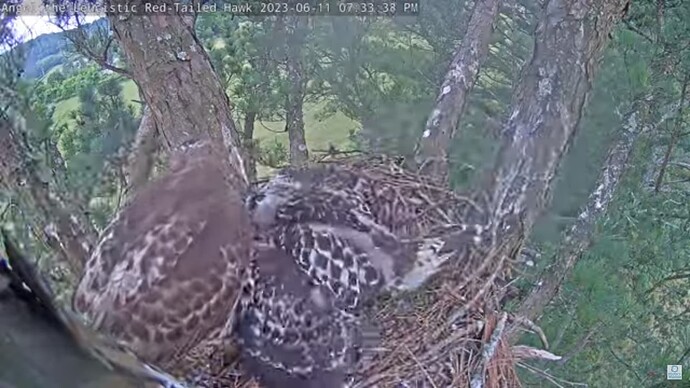 RT5A_230611_Tom_Dayani_prey