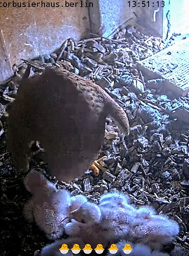 Screenshot_2024-05-19-13-51-36-305_com.android.chrome