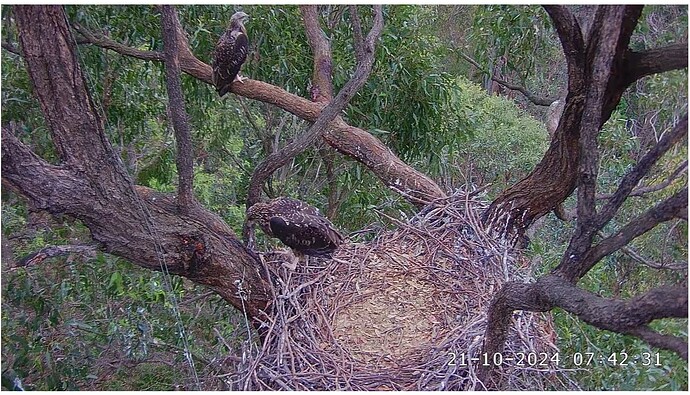 Screenshot 2024-10-20 231309