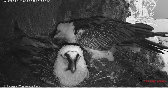 Zärtlichkeiten 03.01.25